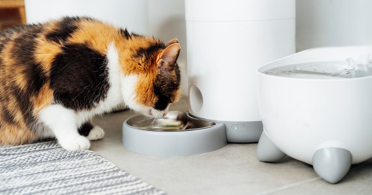 The 5 best Automatic Feeders for your Pet Big Vocal